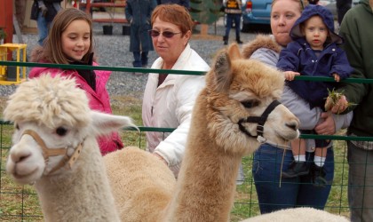 My Poppy’s Alpacas