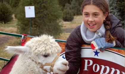 My Poppy’s Alpacas