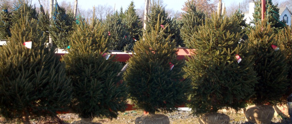 mclaughlin tree farm mclaughlin tree farm