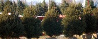 Live Potted Christmas trees available